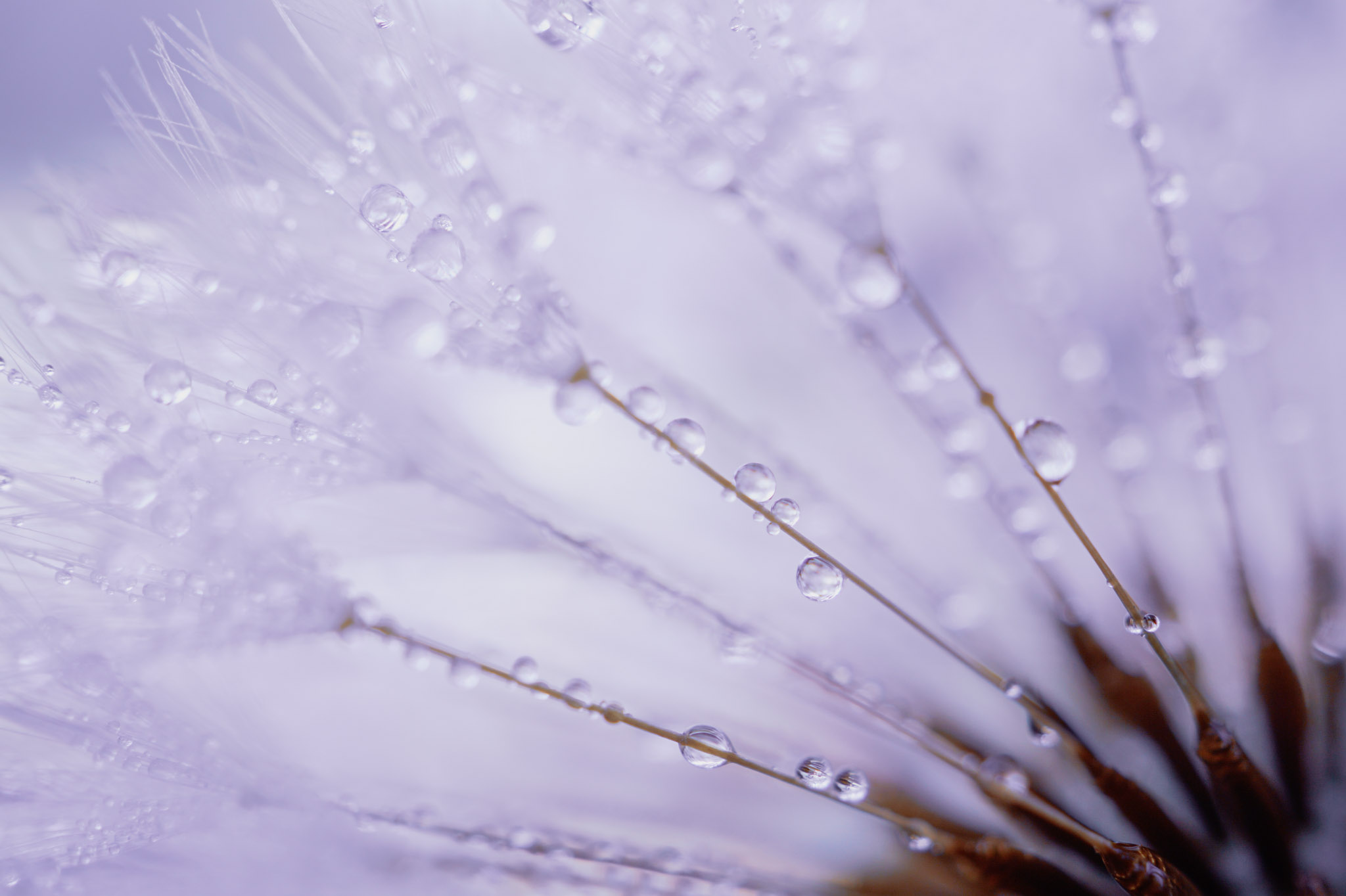 CLOSE-UP OF WATER DROPS ON PLANTS