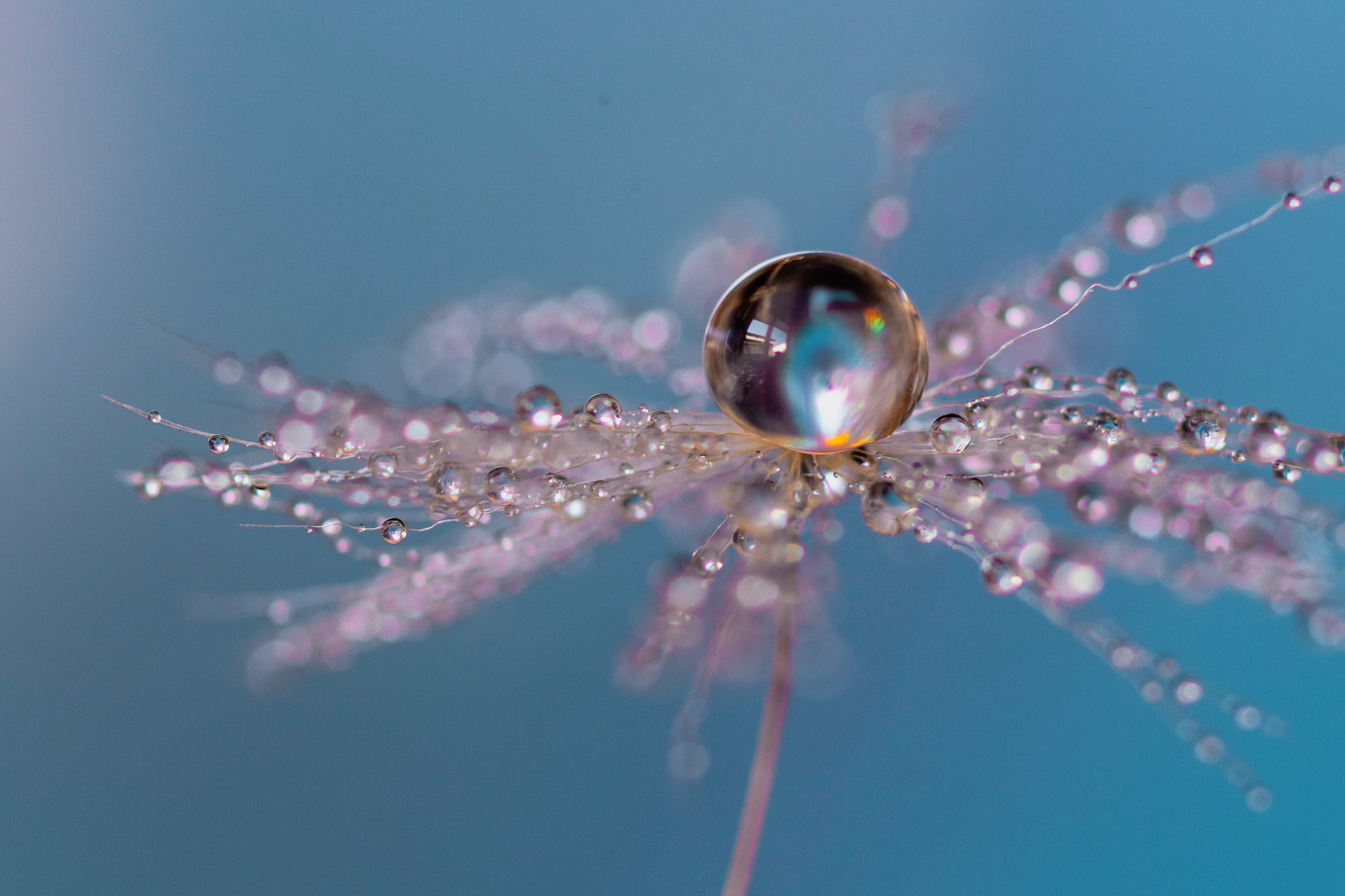 CLOSE-UP OF WATER DROPLETS ON BLUE BACKGROUND